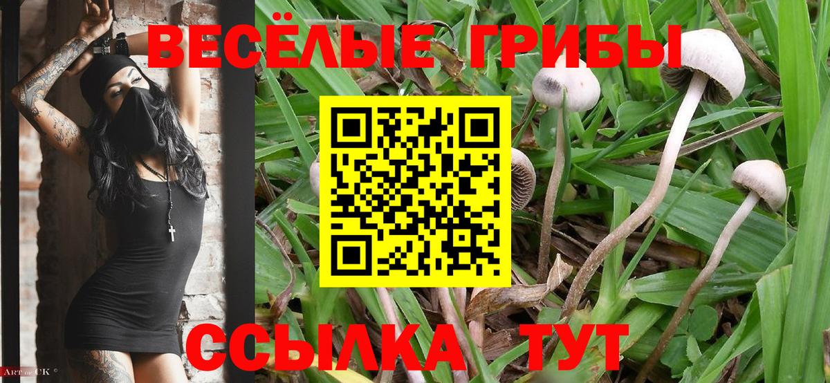 Псилоцибиновые грибы Psilocybe Хасавюрт